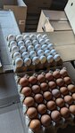 Камович Александр Викторович (Adygeyskaya Street, 171), egg and poultry meat