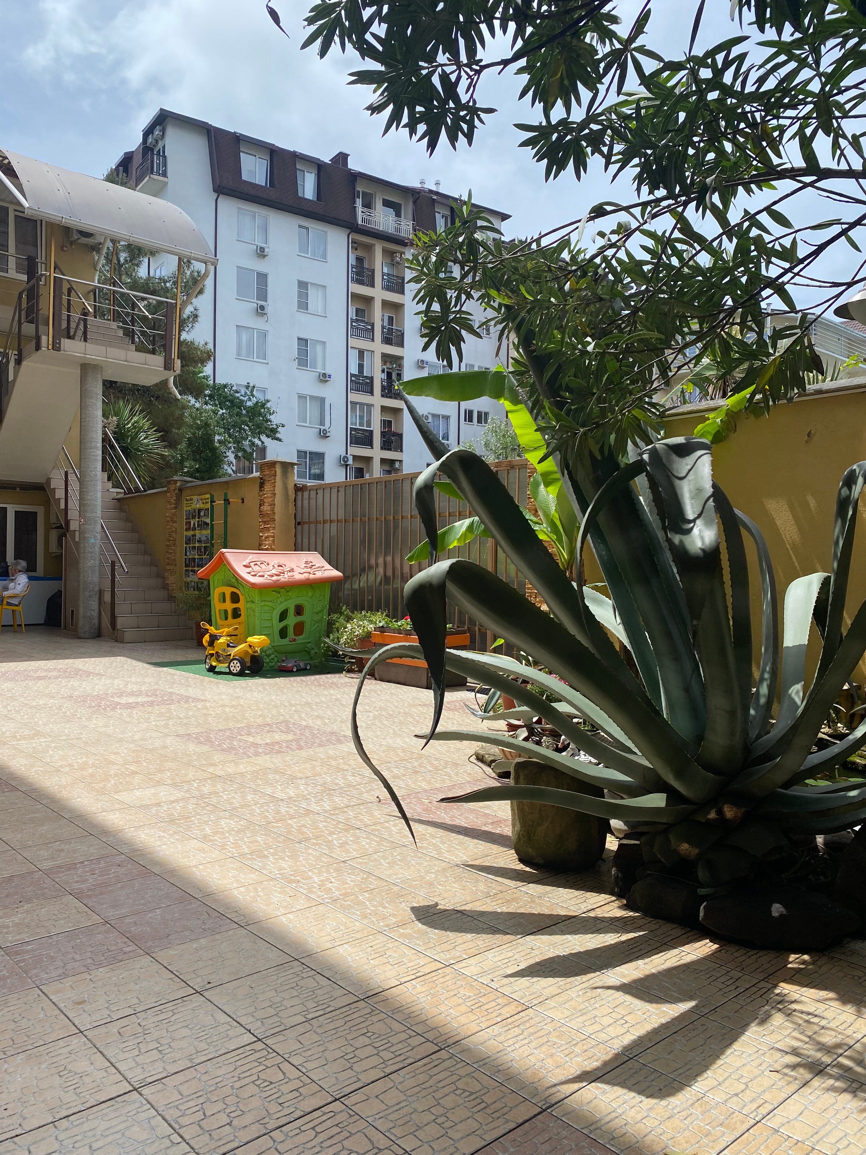 Фото Адениум 585