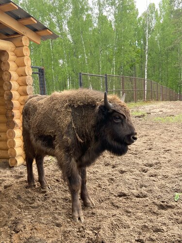 Museum Museum of nature of Oksky state nature biosphere reserve, Ryazan Oblast, photo