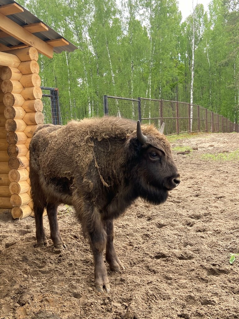 Museum Museum of nature of Oksky state nature biosphere reserve, Ryazan Oblast, photo