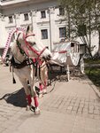 Дозор (50, Екатеринбург, СТ Дружба-4), конный клуб в Екатеринбурге