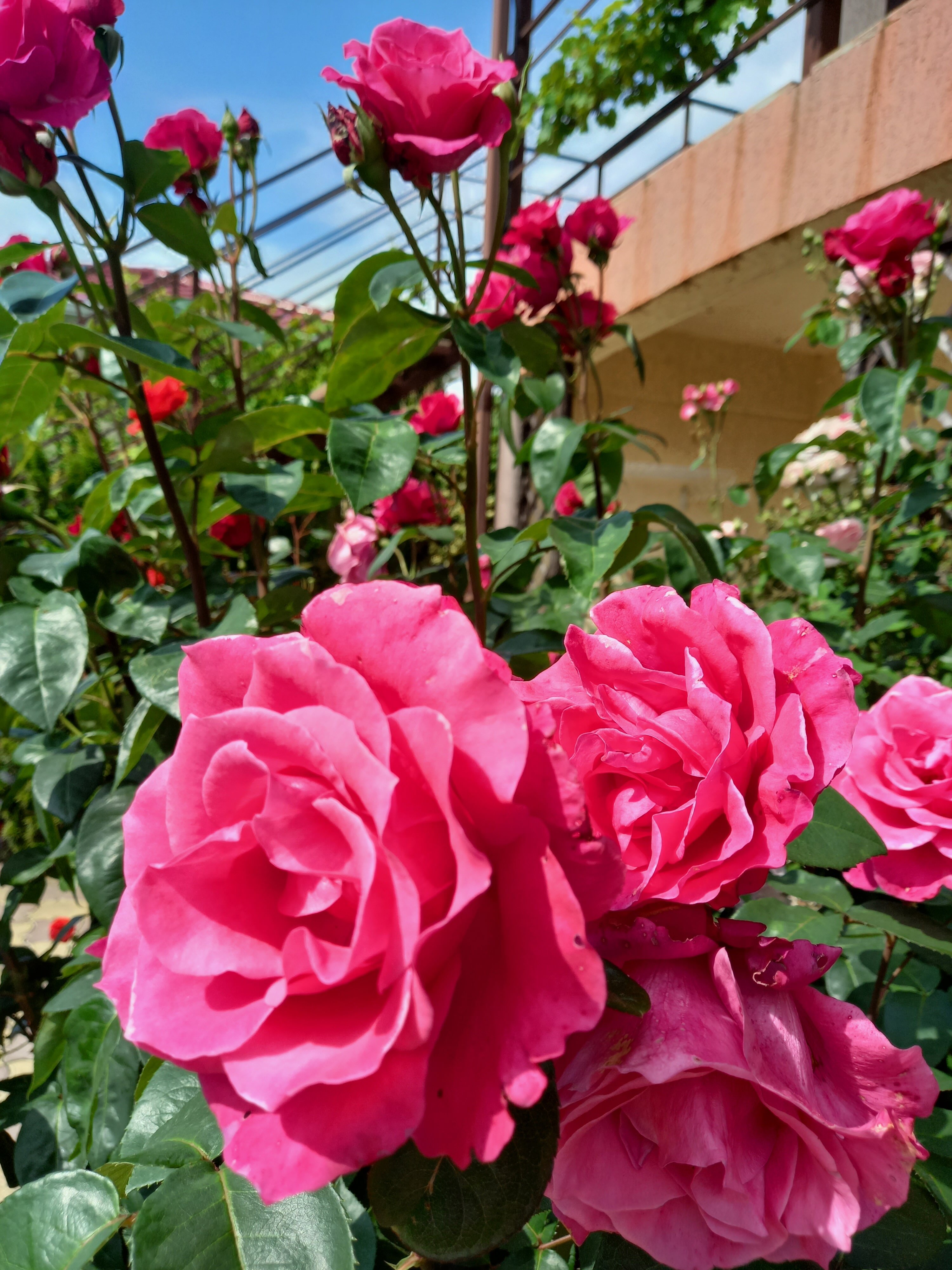 Фото Жемчужина