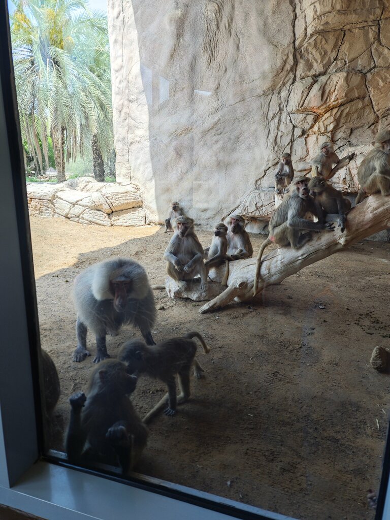Zoo Children's zoo, Emirate of Sharjah, photo
