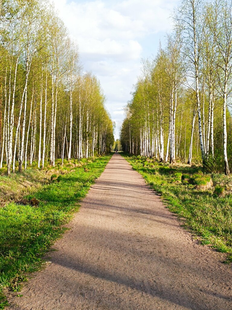 Парк культуры и отдыха Орлова роща, Гатчина, фото