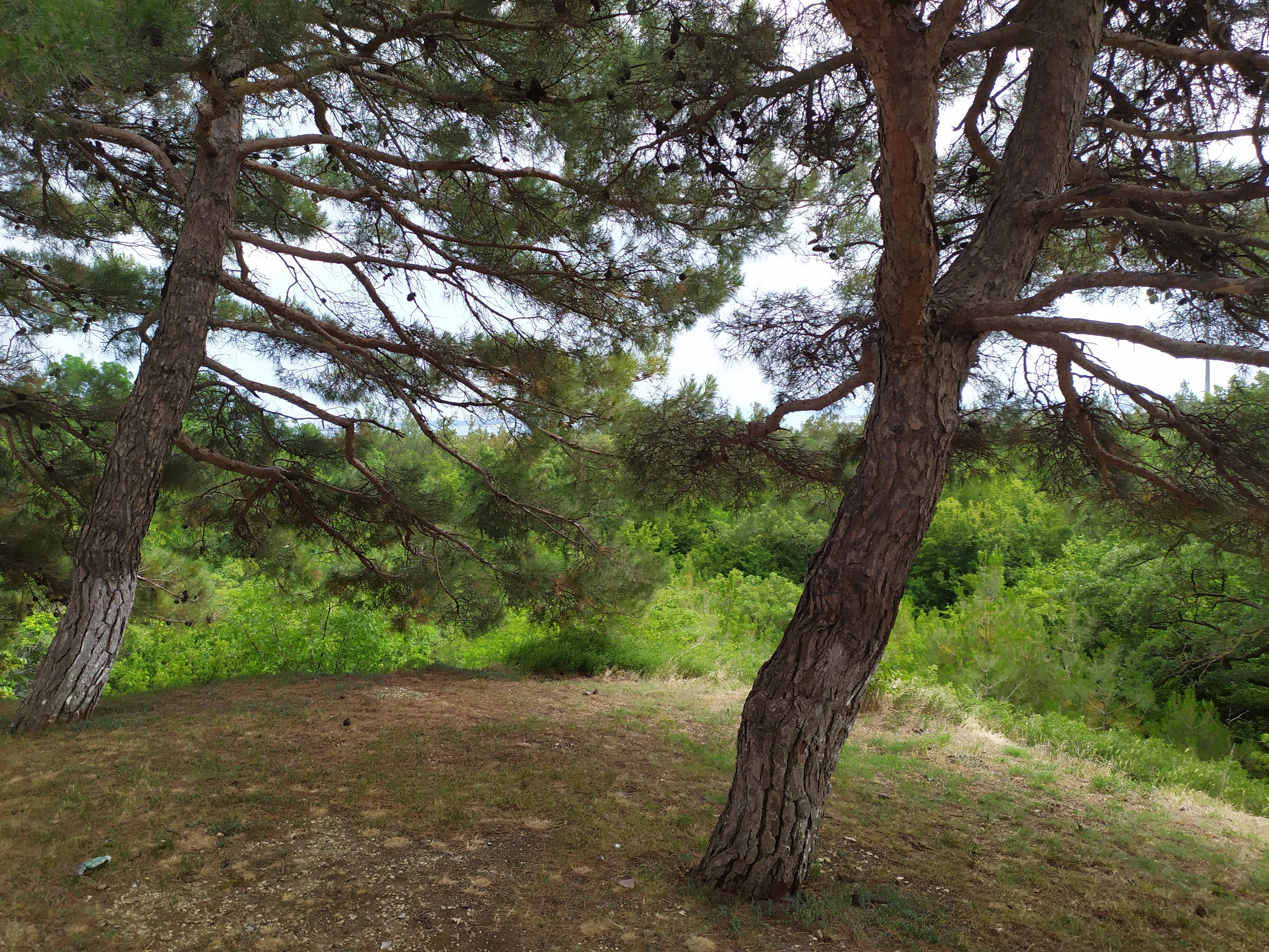 Фото Большая Черепаха