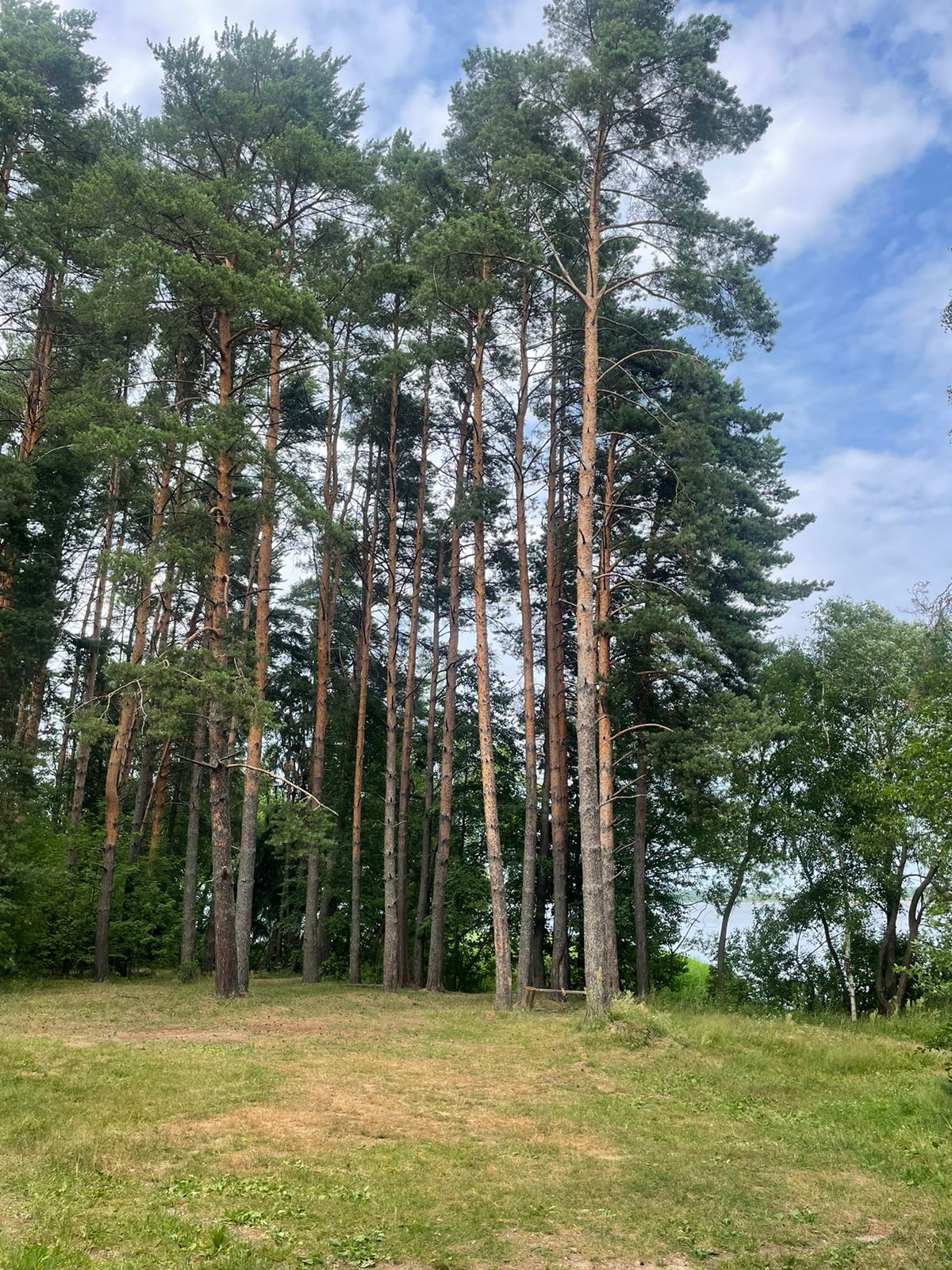 Фото Green forest