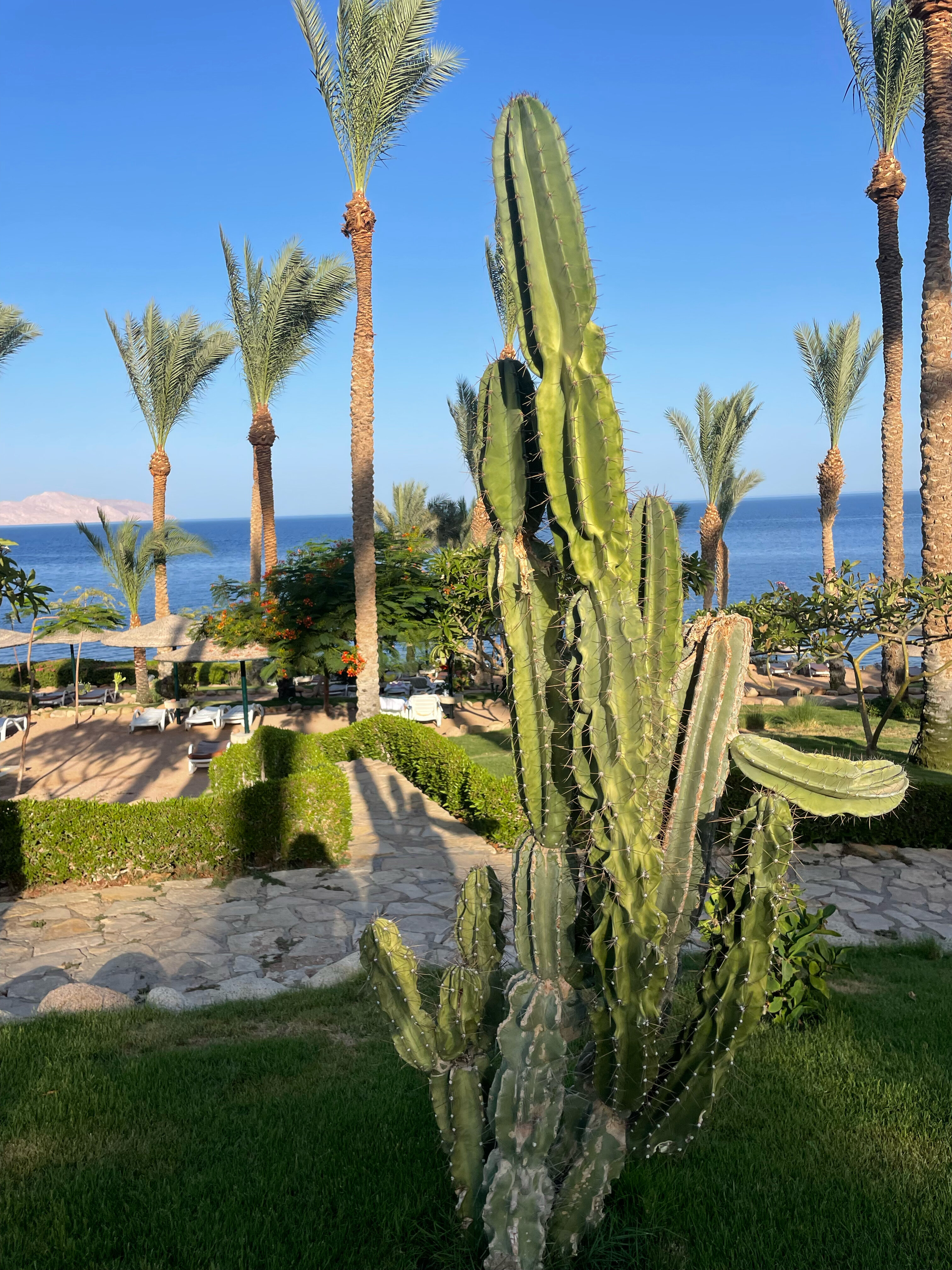 Фото Grand Rotana Resort & SPA 