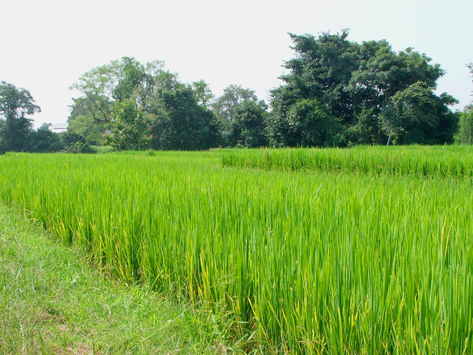 Фото Good Morning Pai