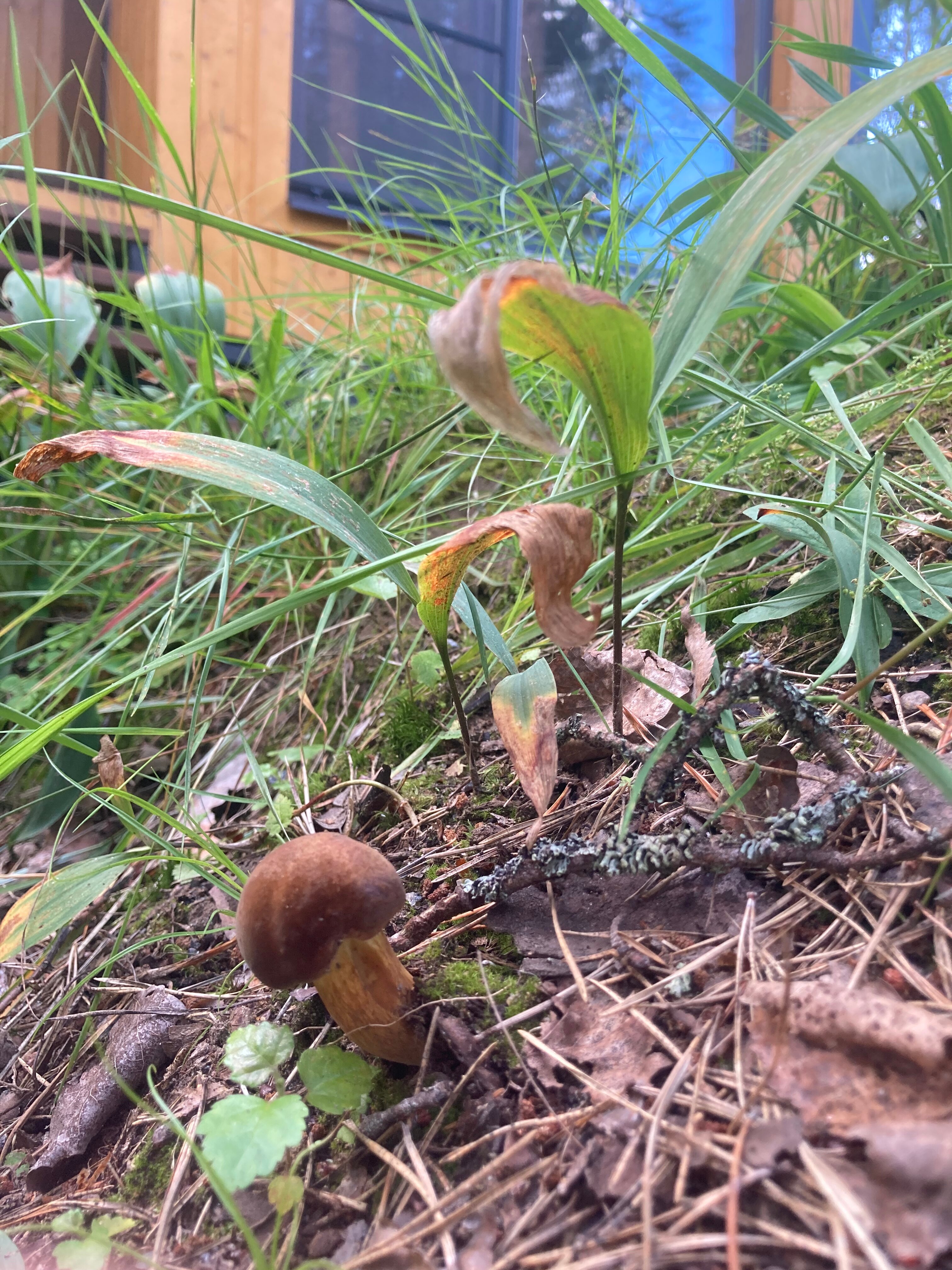 Фото Домик в Лисичках