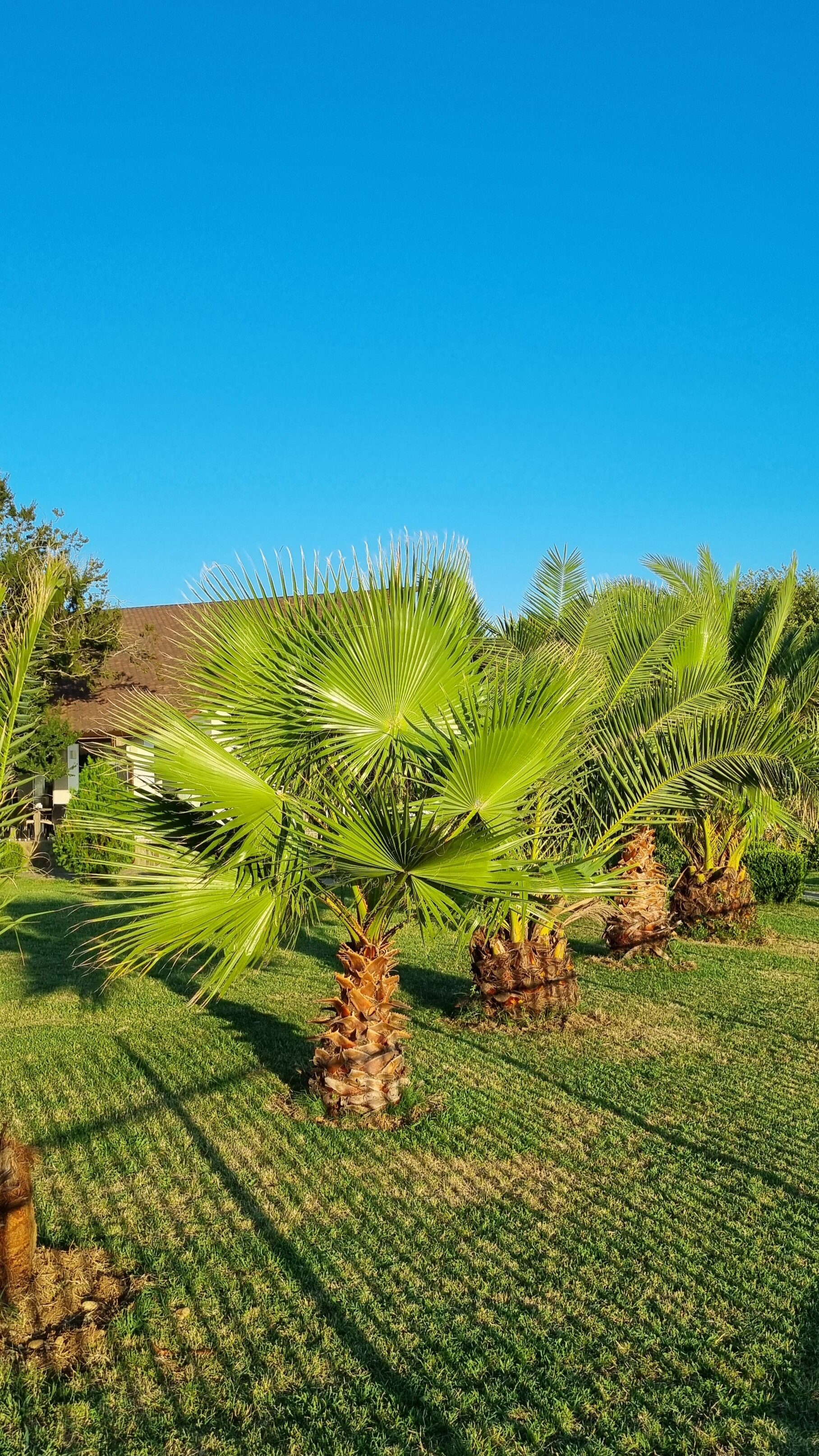 Фото Инжир Вилладж