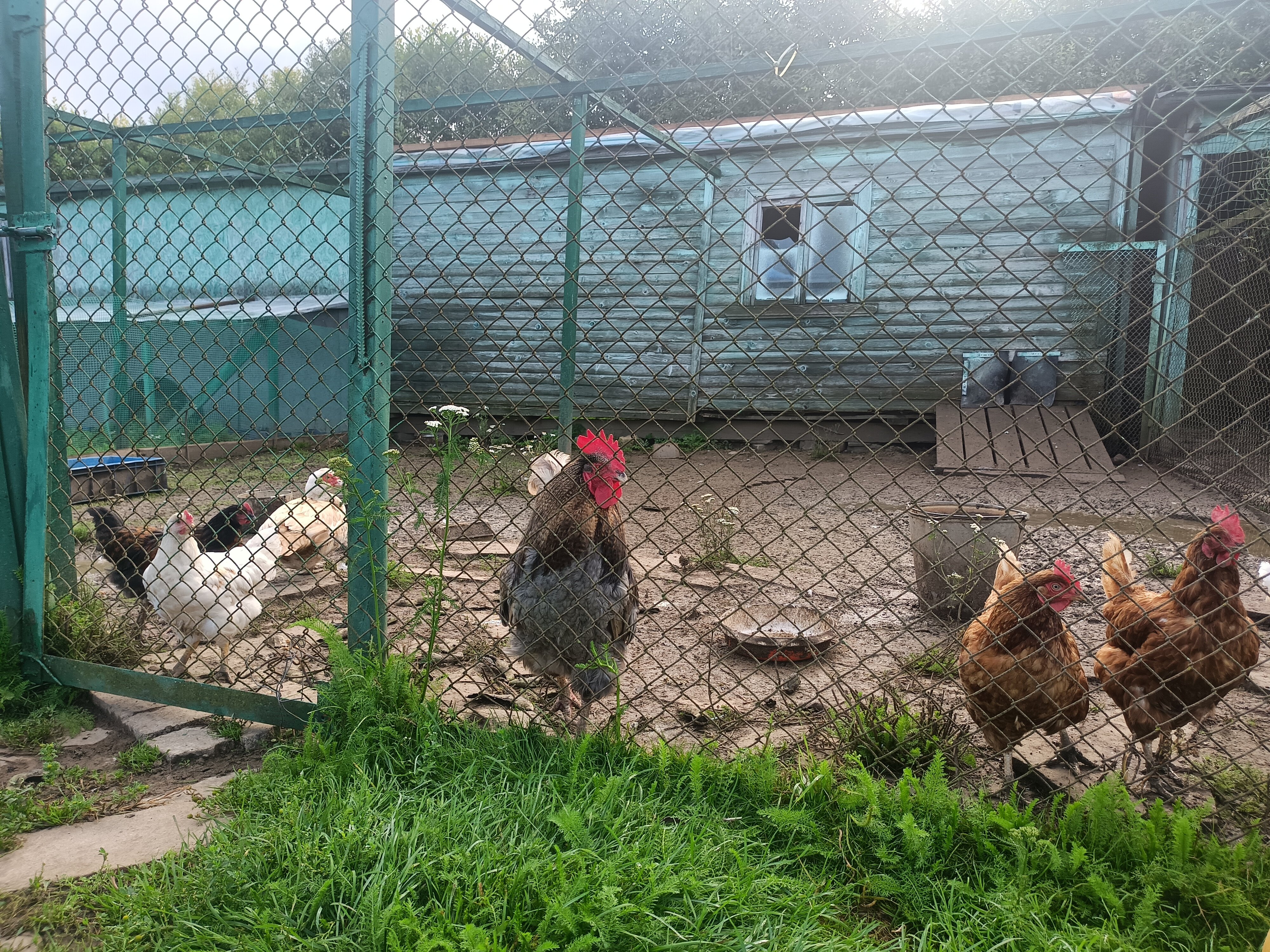 Фото Экоусадьба Зеленые Холмы