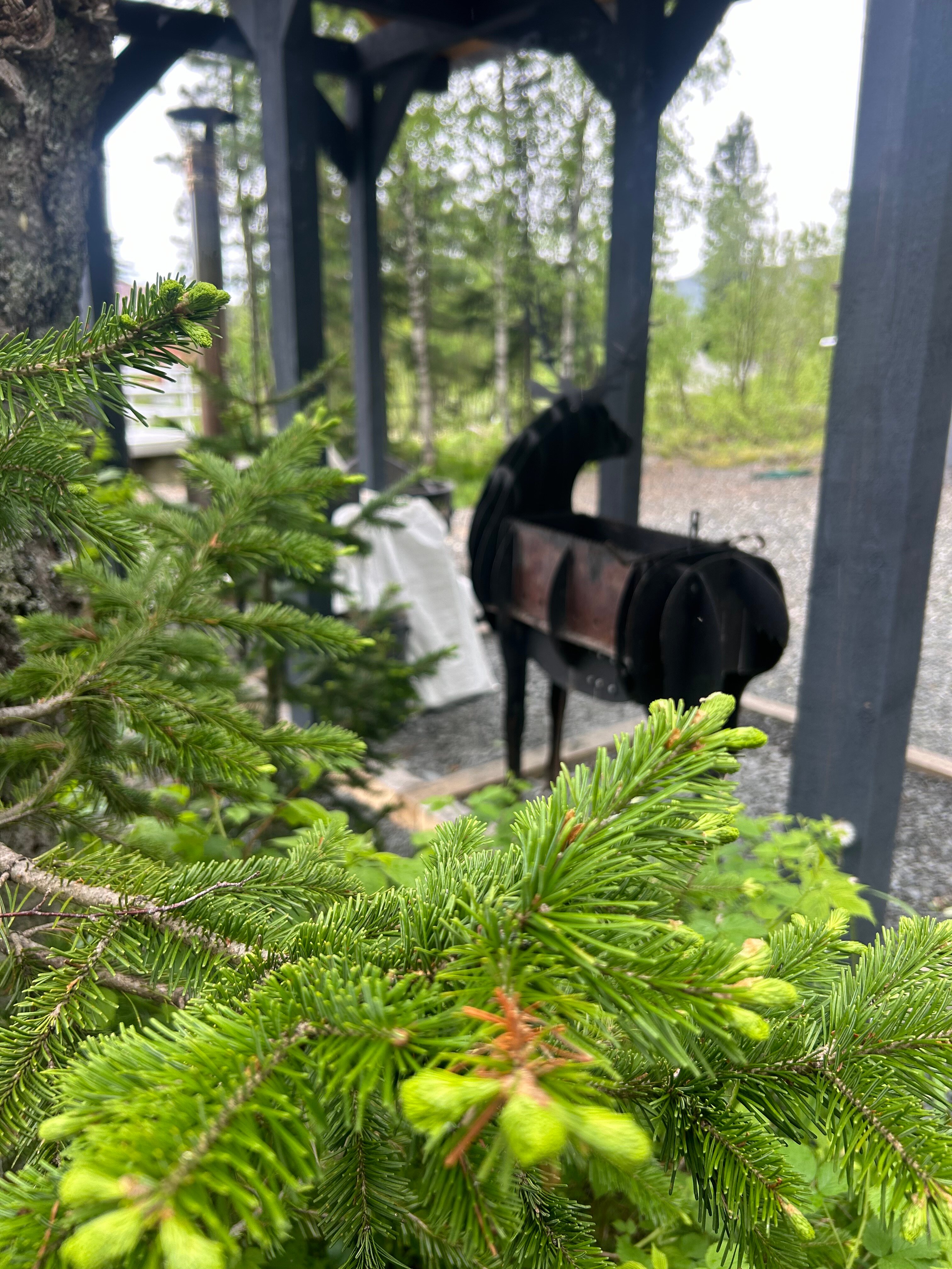 Фото Брусника № 1