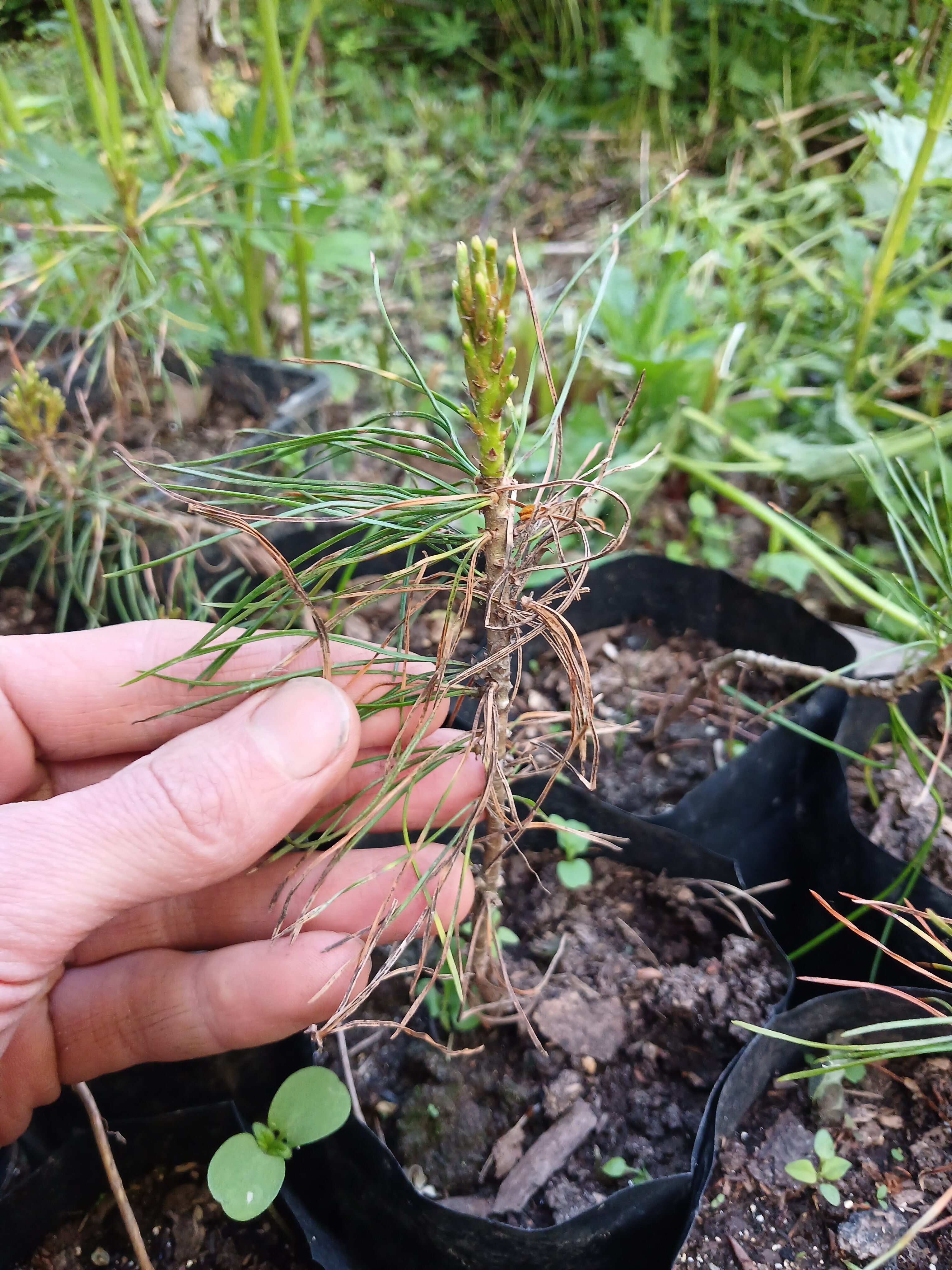 Фото Кедросад