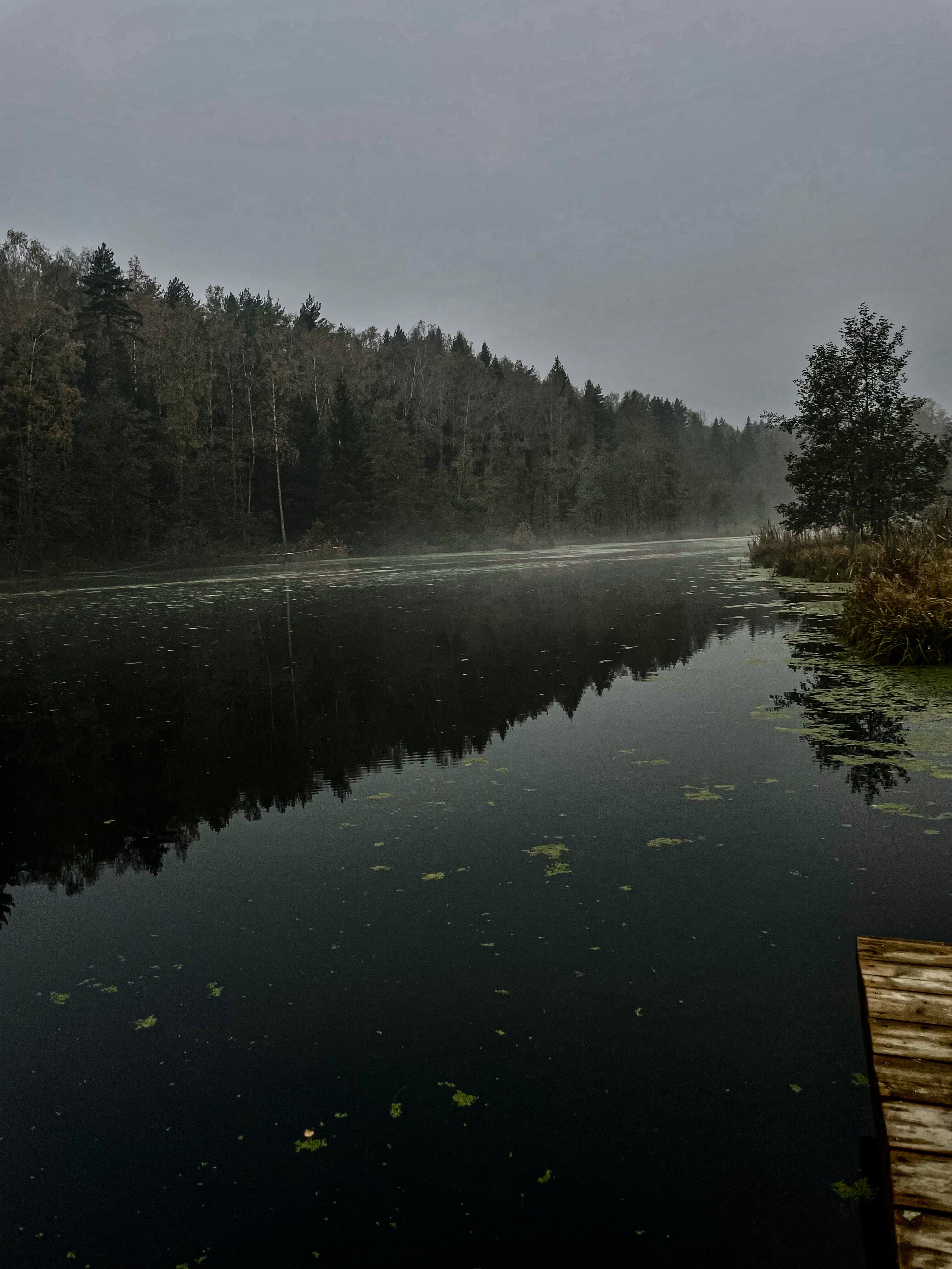 Фото Skazka в лесу