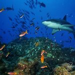 Aktif Balikadamlar Kulubu Spor Dernegi (Istanbul, Sisli, Kusteppe Neighborhood, Inonu Avenue, 6), diving