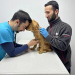 Pegasos Veterinary Clinic (İzmir, Konak, Mustafa Kemal Sahil Blv., 359), veterinary clinic