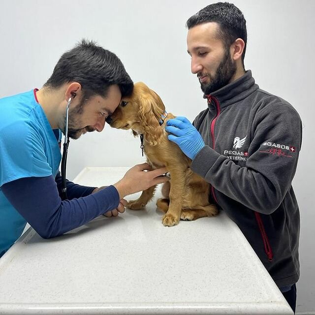 عيادة بيطرية Pegasos Veterinary Clinic ، إزمير، صورة