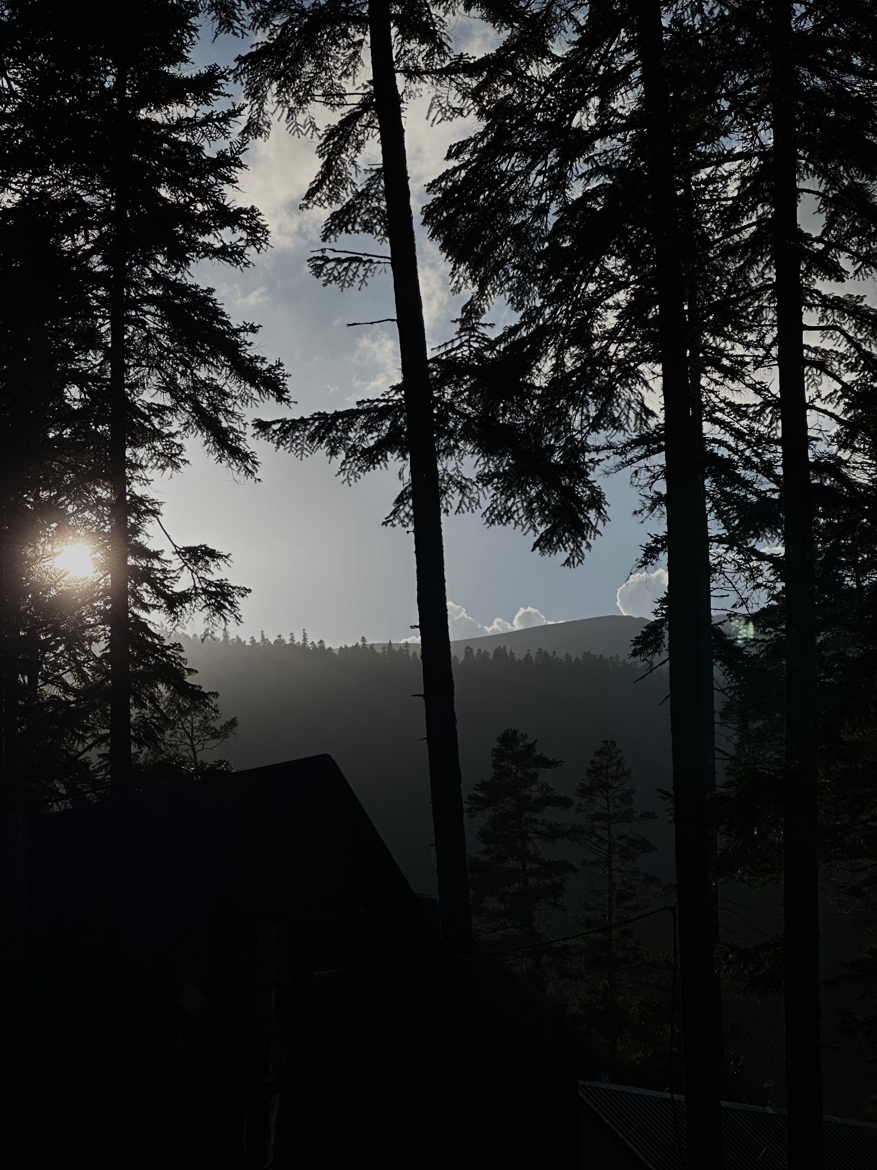 Фото Пихтовый парк