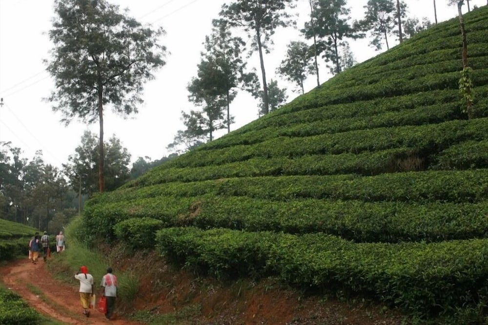 Фото Wild Elephant Eco-Friendly Resort