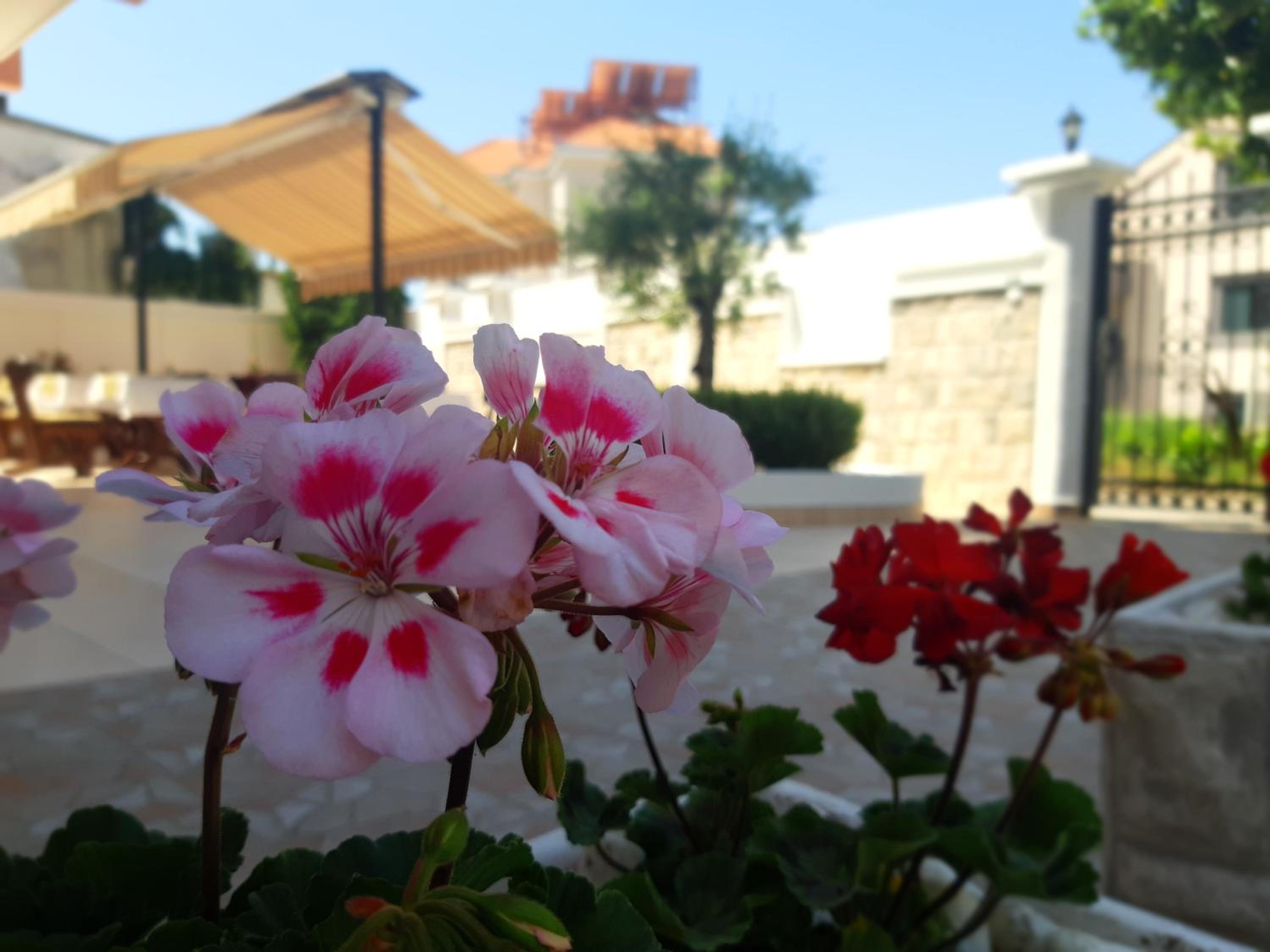 Фото Garni Hotel Koral