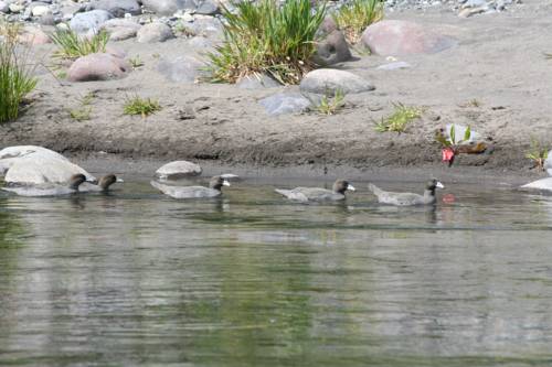 Фото Judges Pool Motel Turangi