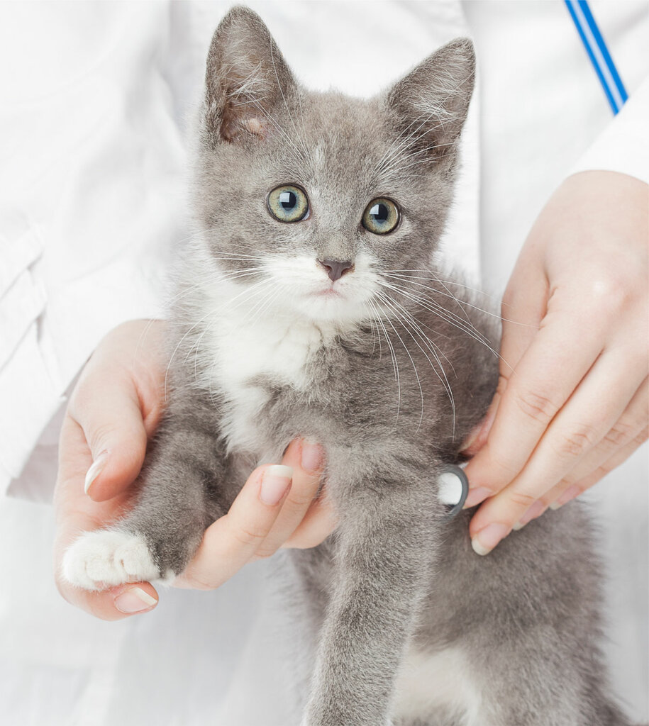 Veterinary clinic MarinaVet, Dubai, photo