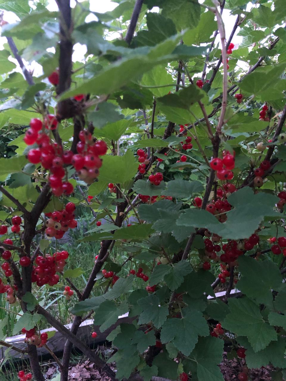 Фото Рузские Горки