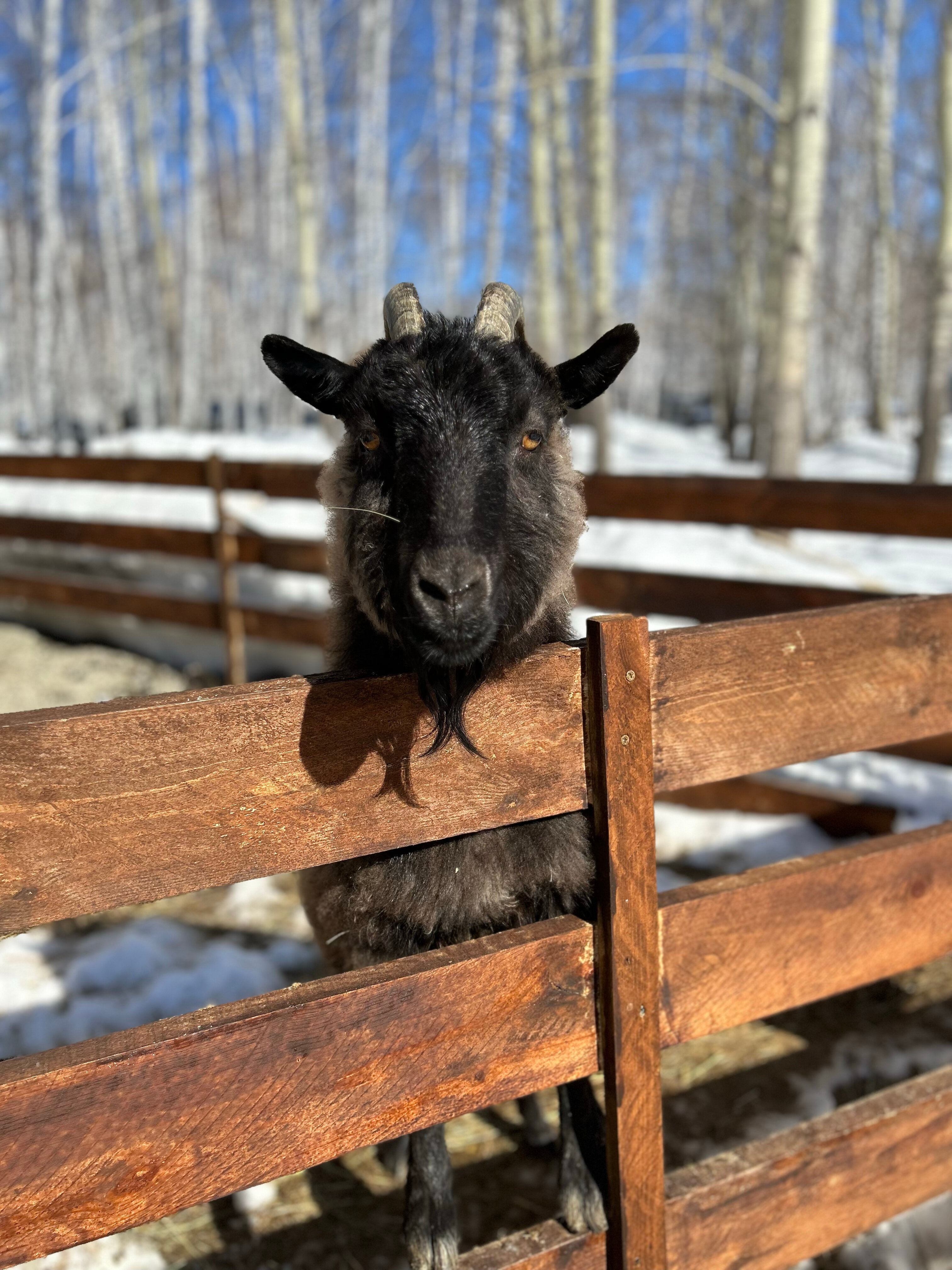 Фото Гостевой комплекс Эко-деревня