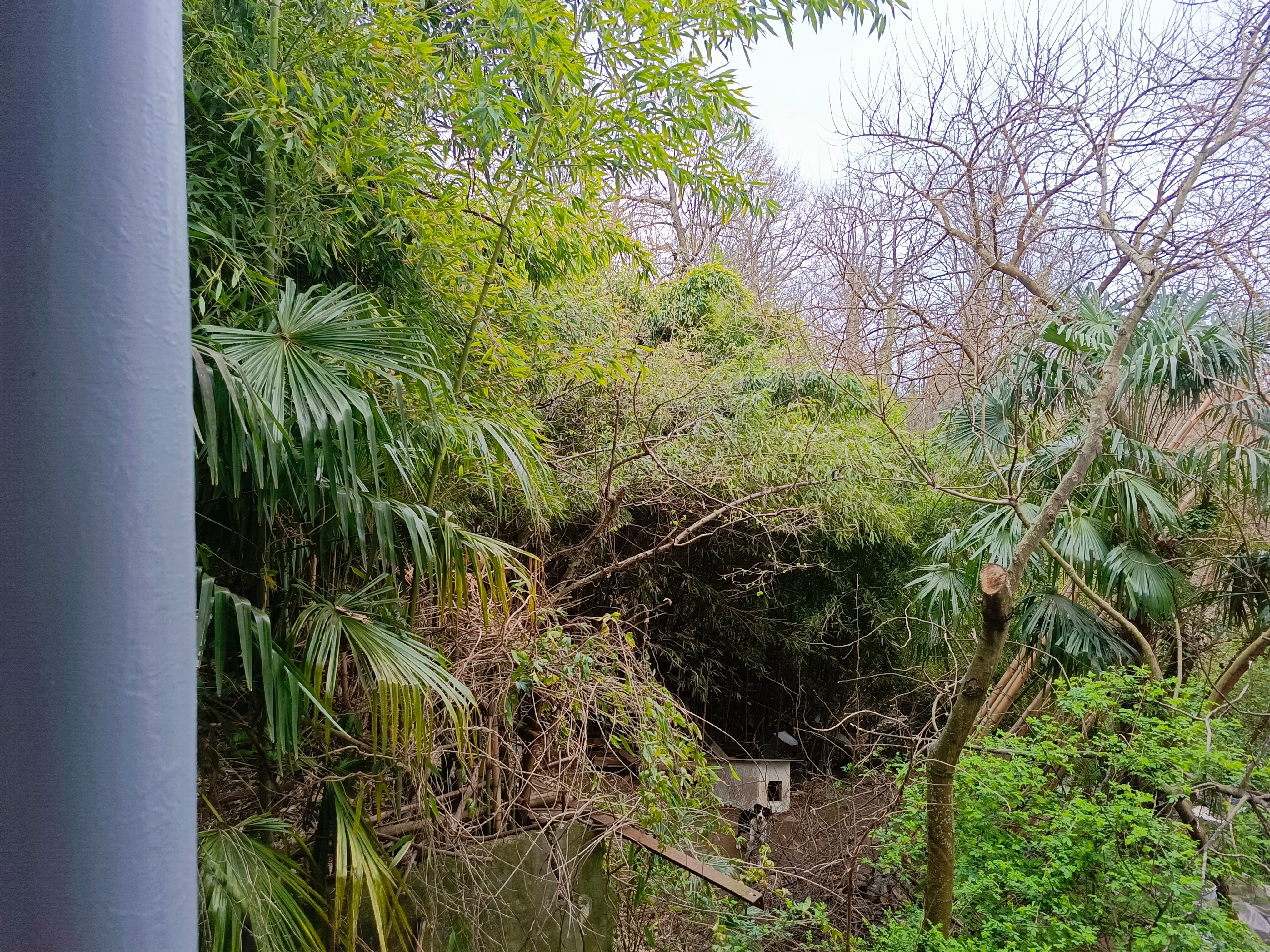 Фото Бамбучок