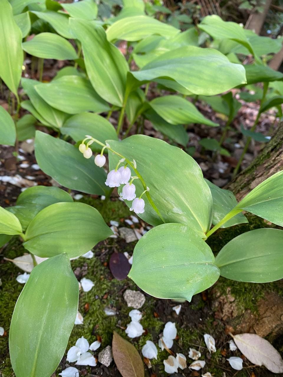 Фото Гостевой дом Гагра