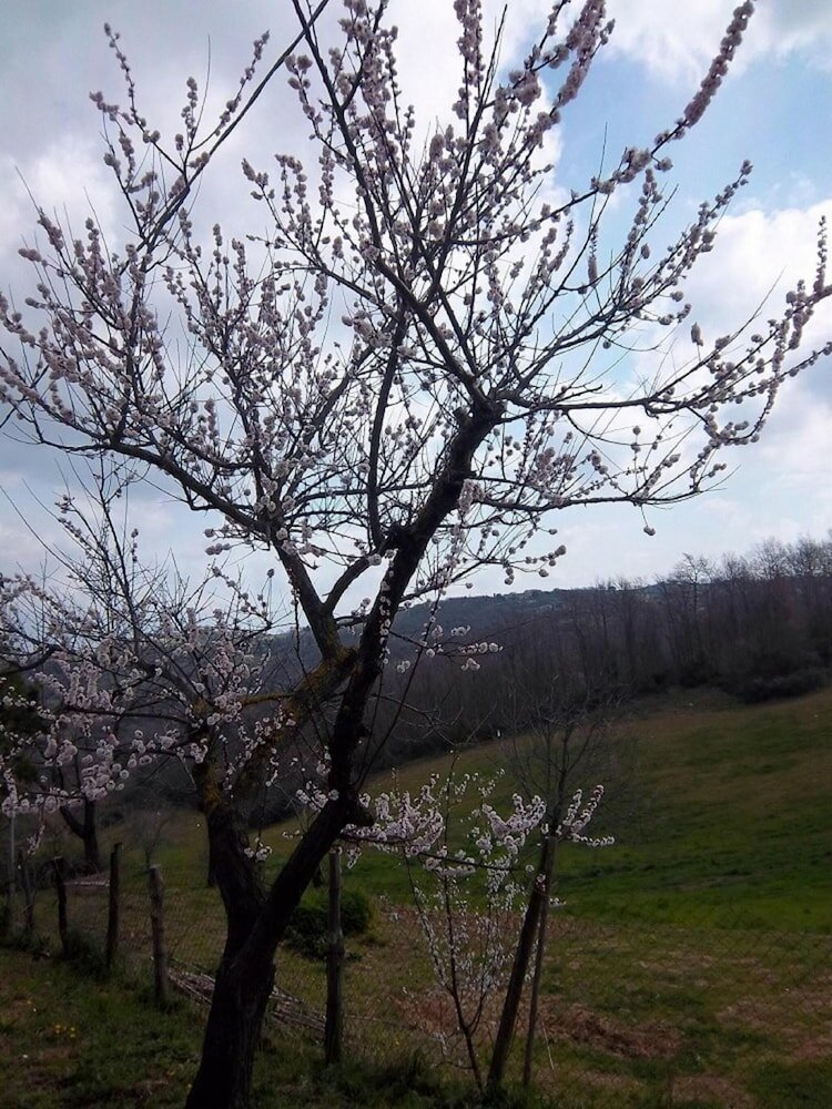 Фото Agriturismo Norianino