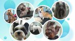 Zoosalon Joy (Shipilovsky Drive, вл39к3А), pet salon