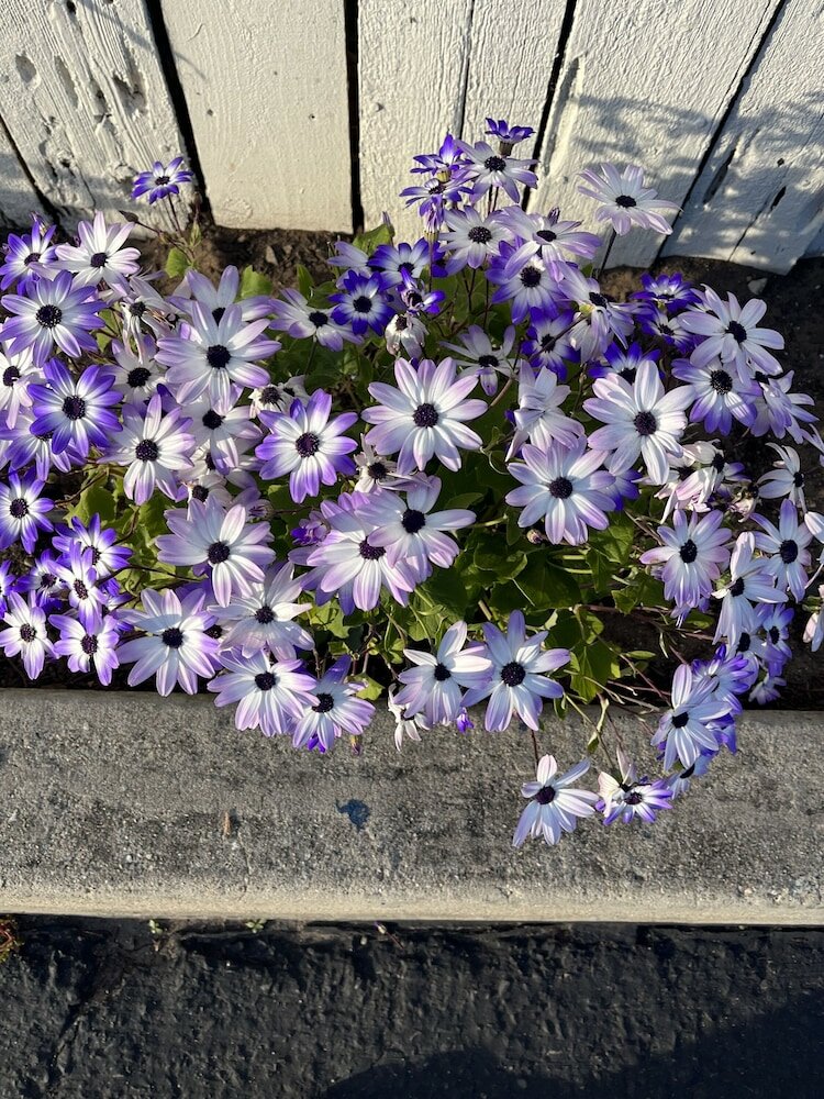 Фото American Inn Grover Beach