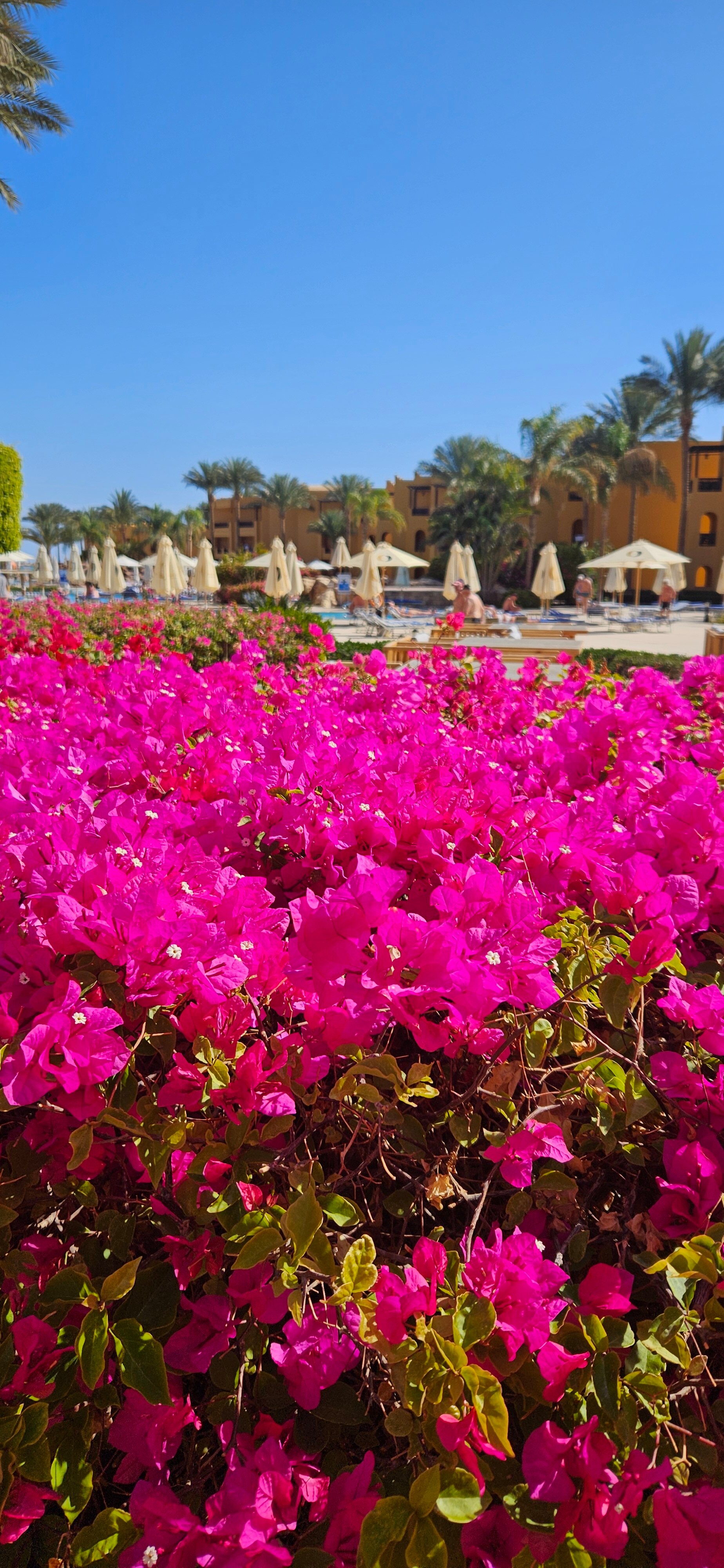 Фото Стелла Бич Резорт & СПА