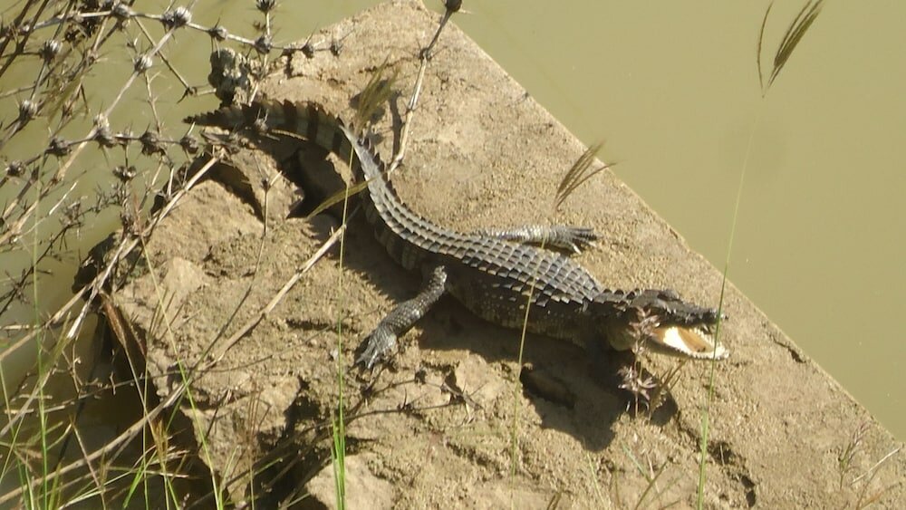 Фото Курортный Отель Heina Nature Resort & Yala Safari