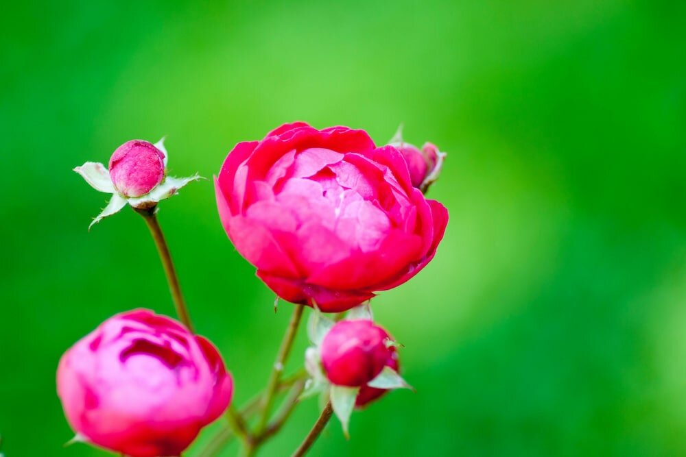 Фото Hotel Martinis Marchi