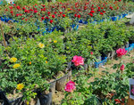 DemidovPlants (Gardening non-profit partnership Scherbinka, 2с1), garden center