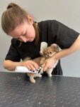 Фабрика груминга (Tsentralniy City administrative district, Tsentralniy Microdistrict, October Street, 63), salón de mascota, peluquería de animales