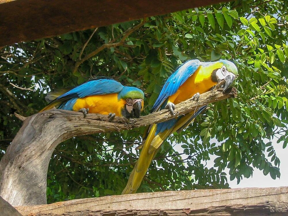 Фото Hotel Fazenda Araras