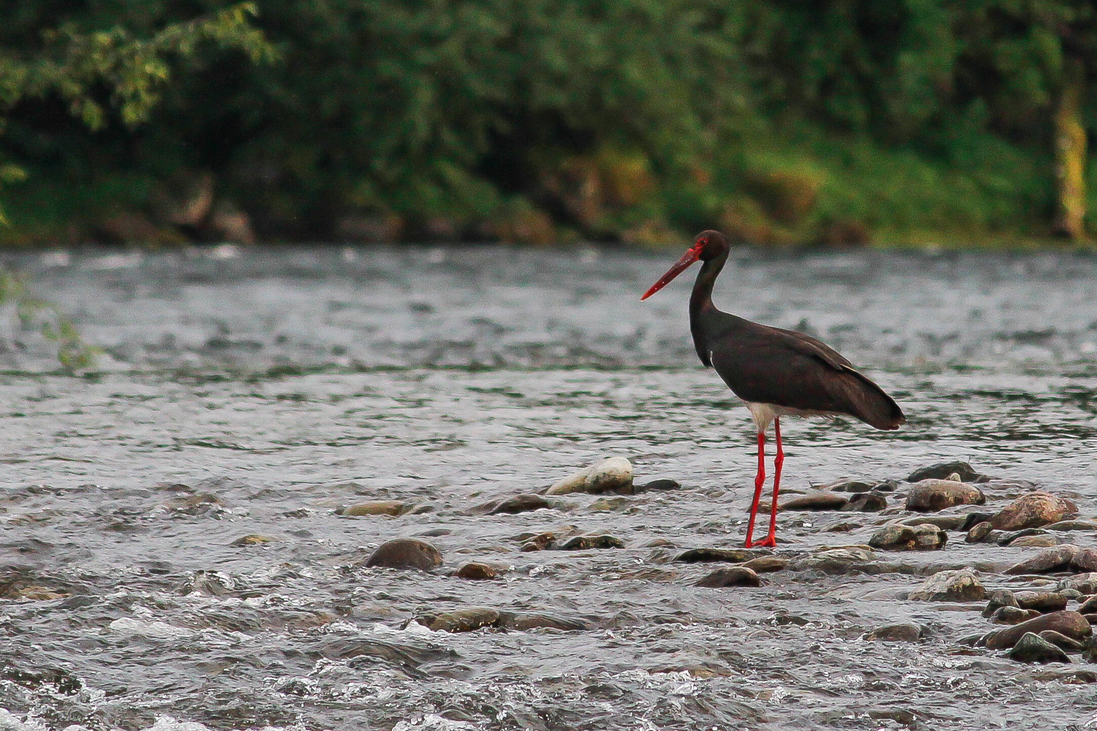 Фото Усадьба Лукоморье