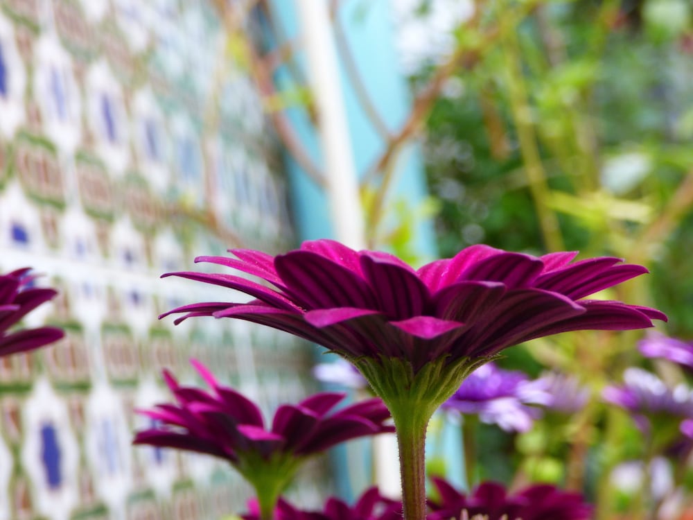 Фото Hostal Campo Nuevo