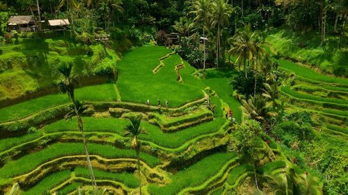 Гостиница Alila Ubud. Bali