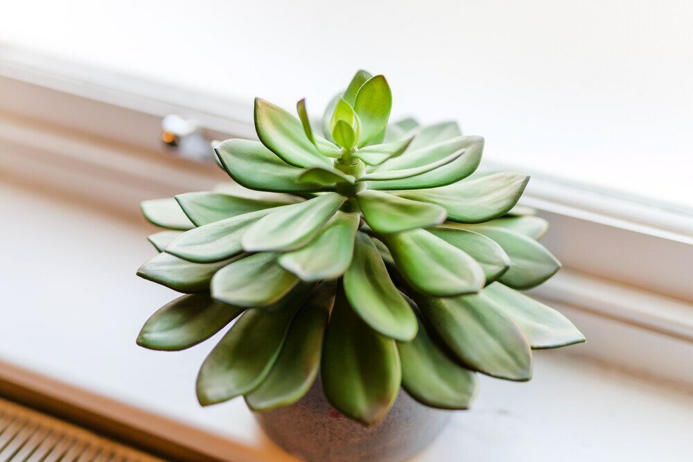 Фото Jolyon's Boutique Hotel