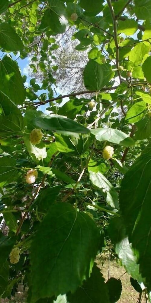 Фото La Piana degli Ulivi