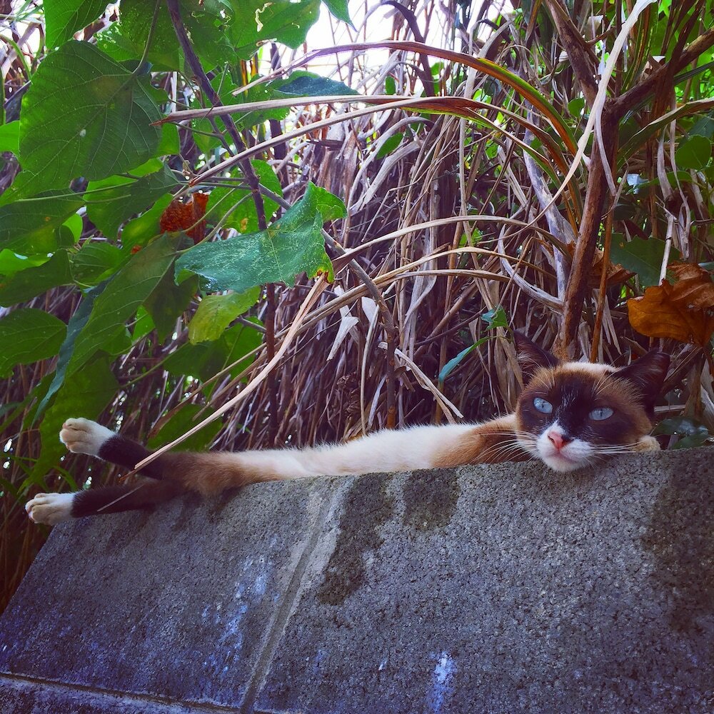Фото Okinawa starry forest cottage