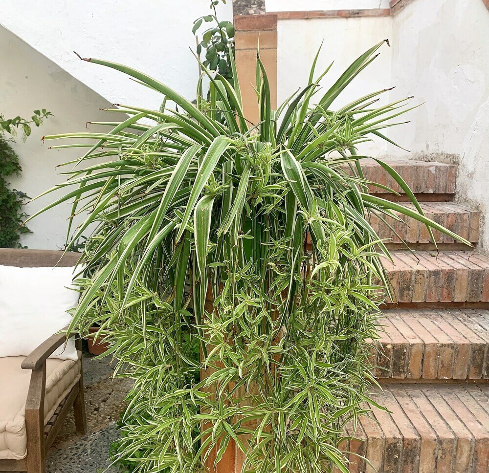 Фото Los Patios del Agua