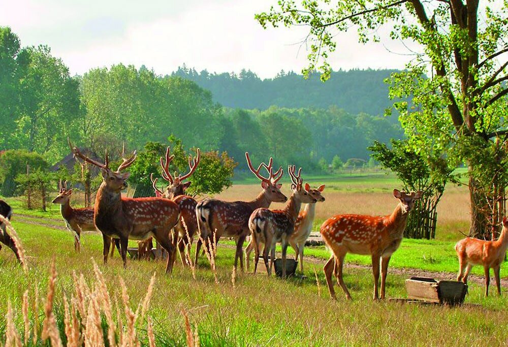 Фото K-Triumf resort