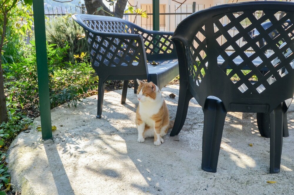 Фото Apartments Tea Kotor