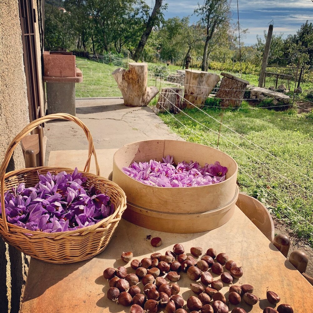 Фото Tenuta Novecento Bio Agriturismo
