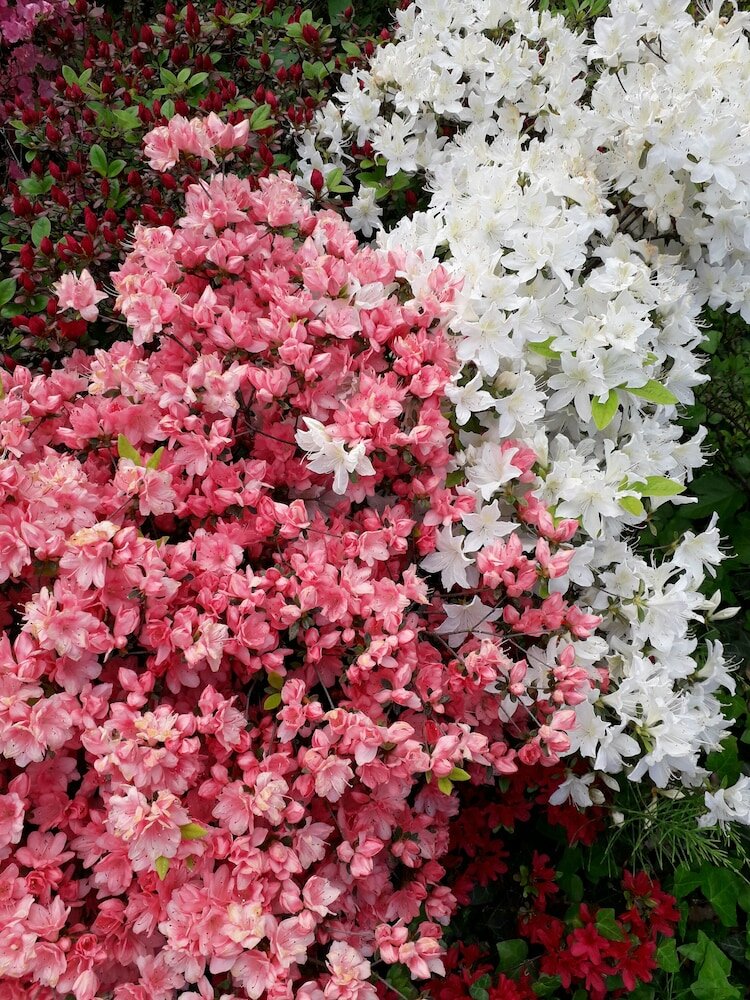 Фото Residence Hotel Siloe